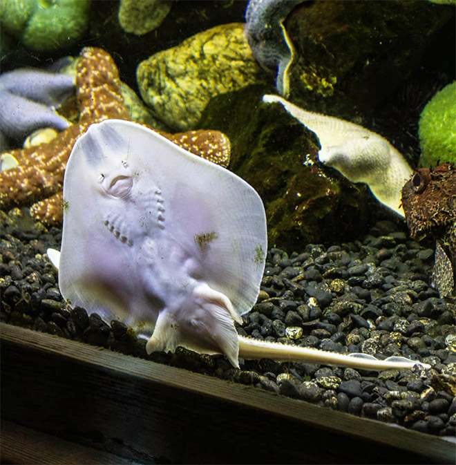 Baby stingrays look really weird.