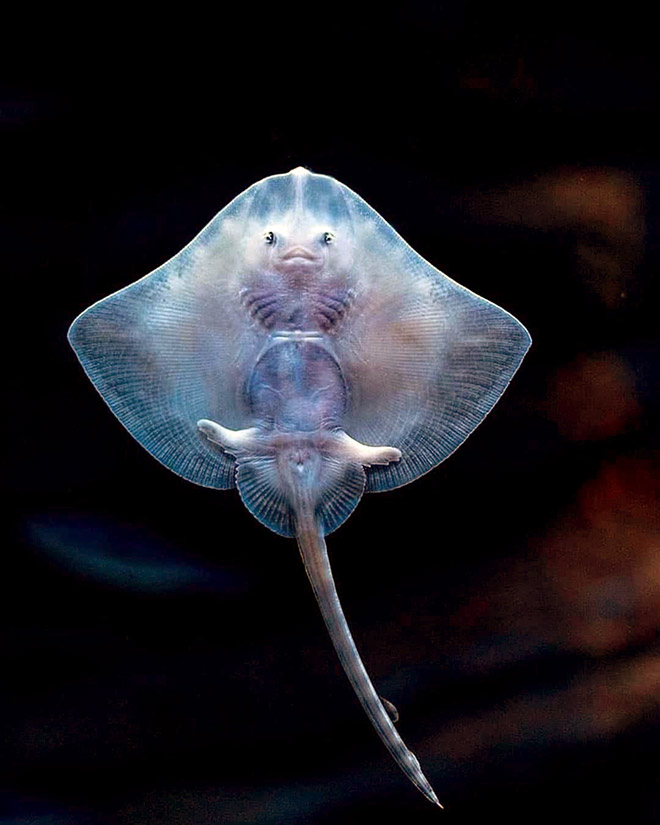 Baby stingrays look really weird.