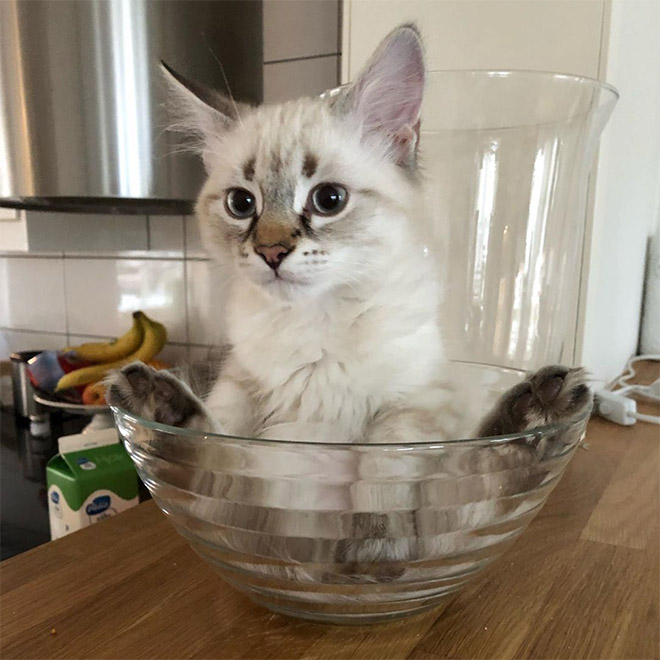 Vats in glass bowls are top quality internet content.