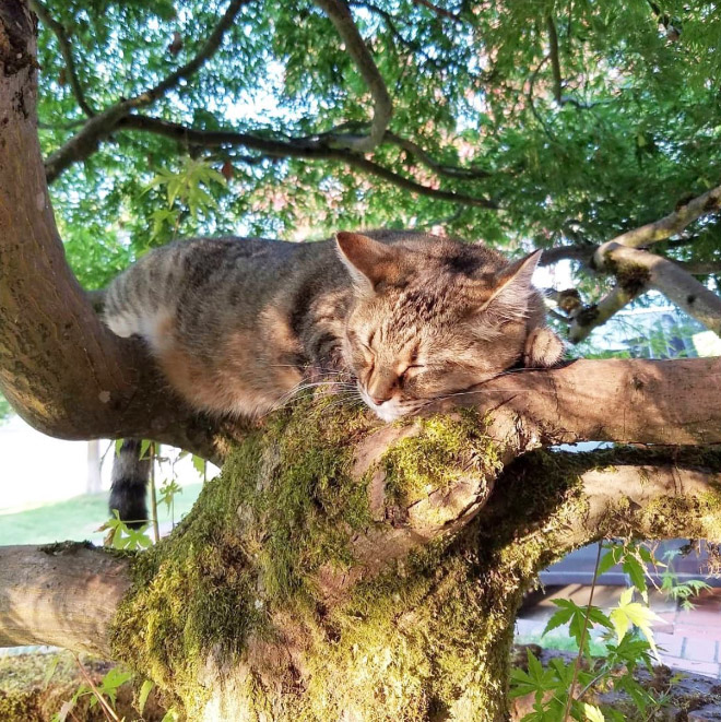 Cat ripening in a tree.