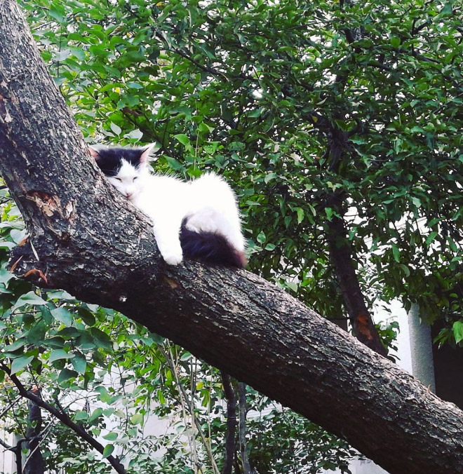 Cat ripening in a tree.