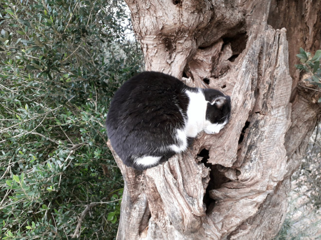 Cat ripening in a tree.