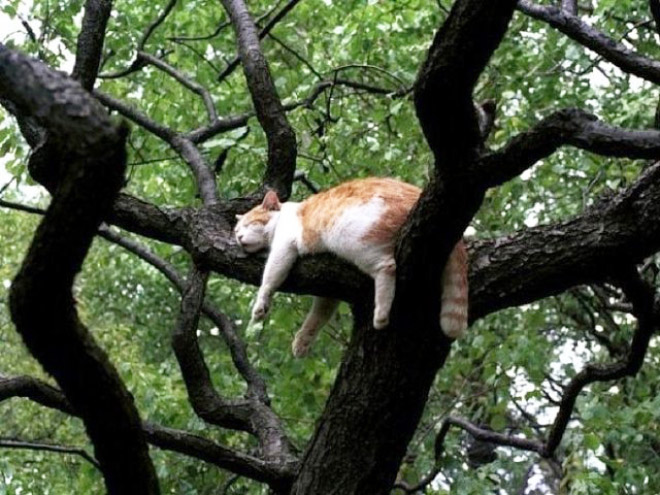 Cat ripening in a tree.