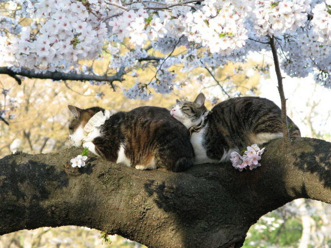 Cat ripening in a tree.