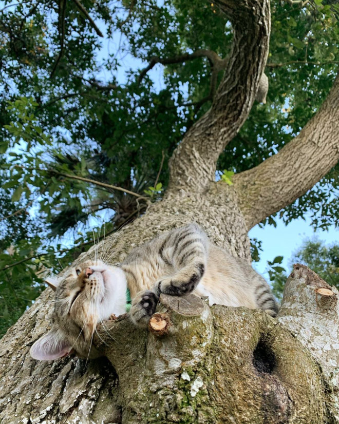 Cat ripening in a tree.