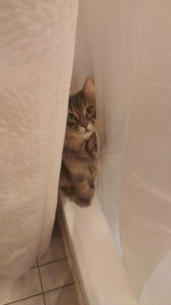 Cats don't give a crap about your privacy.