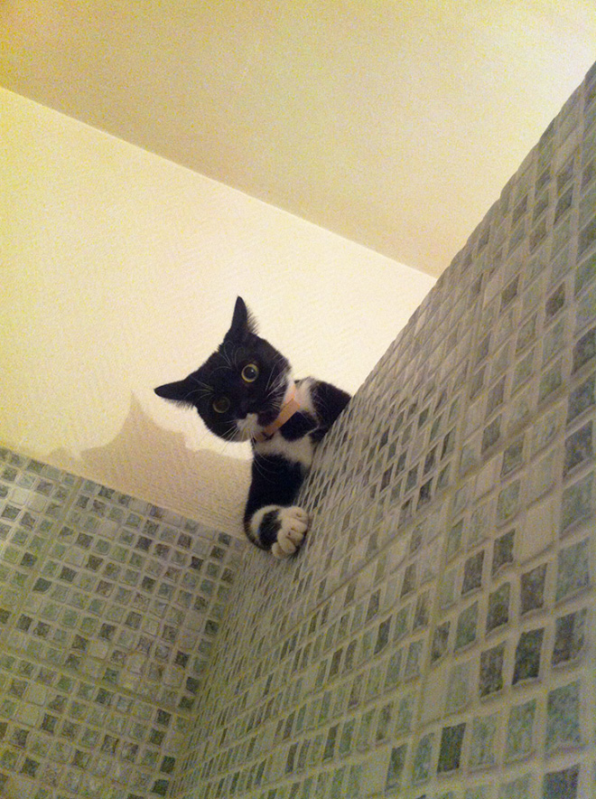 Cats don't give a crap about your privacy.
