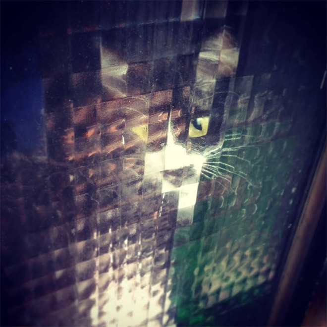 8-bit low resolution pixelated cat.