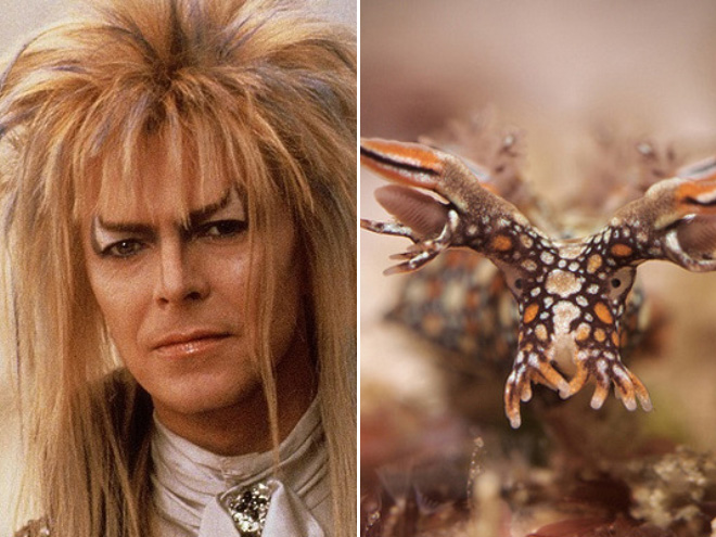 Proof that David Bowie looks like a sea slug.