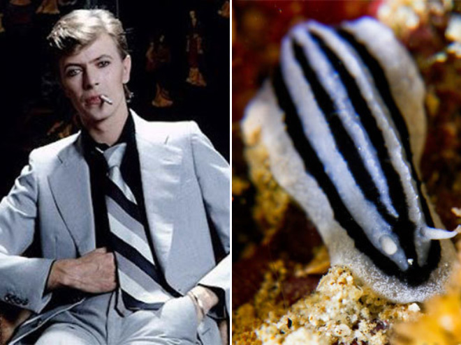 Proof that David Bowie looks like a sea slug.