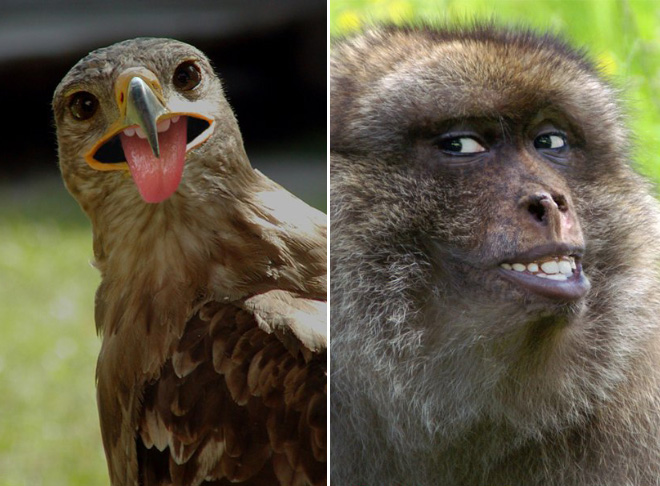 Animals With Human Mouths