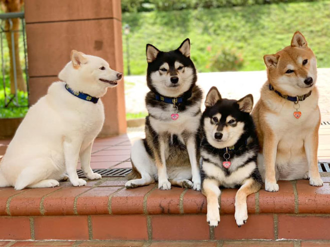 Funny photobombing dog.