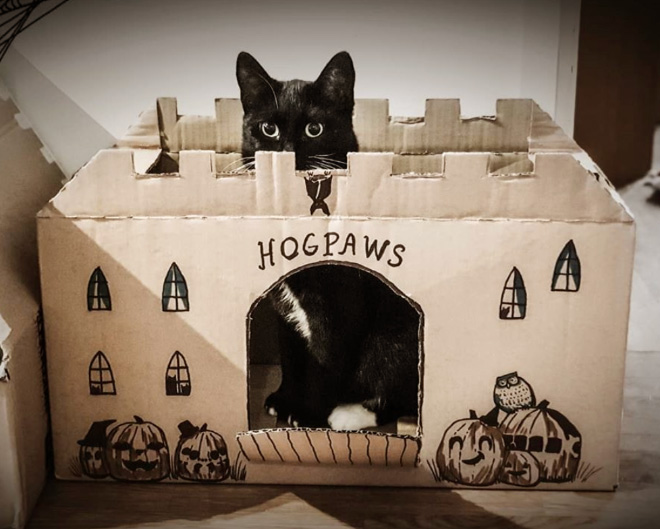Cat Castles15 