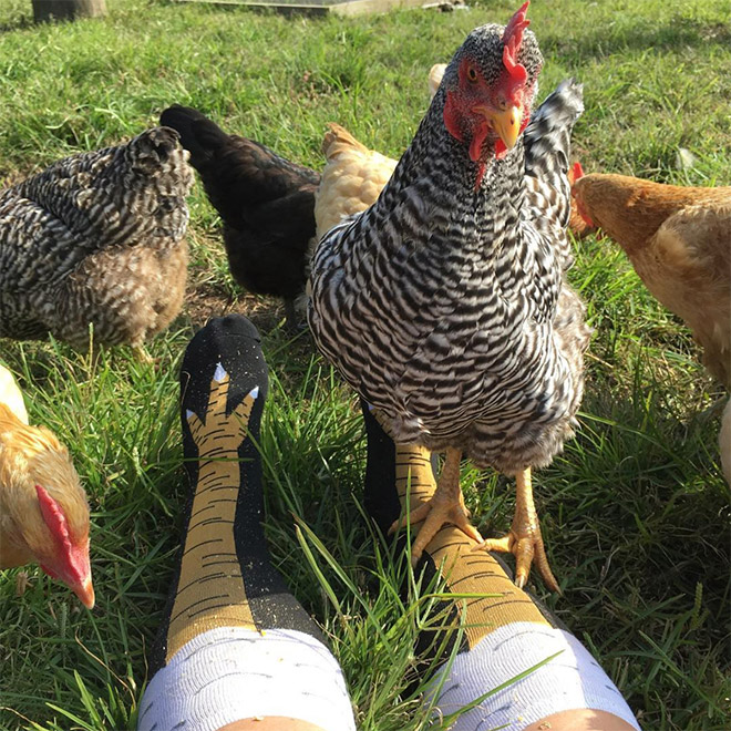 Funny chicken leg socks.