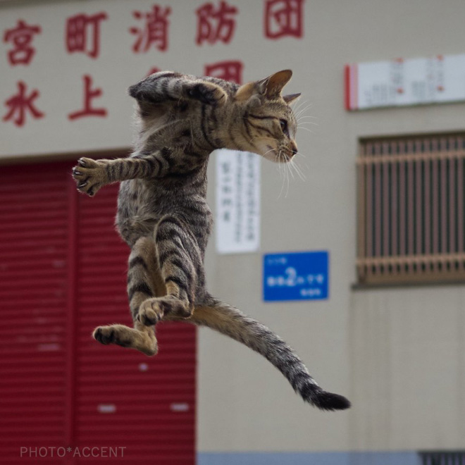 Ninja cat.