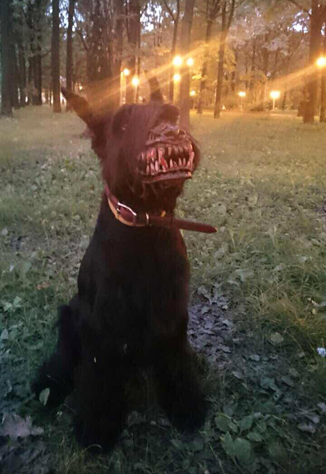 Werewolf dog muzzle.