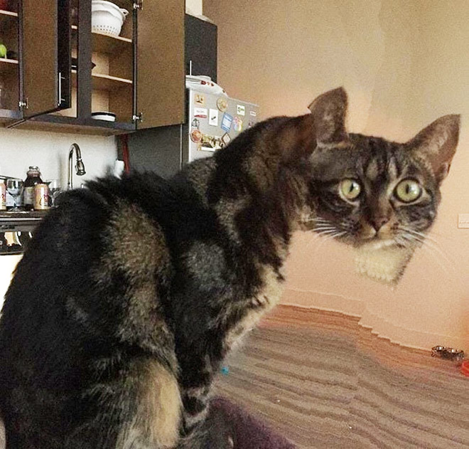 Cat panorama photo gone wrong.
