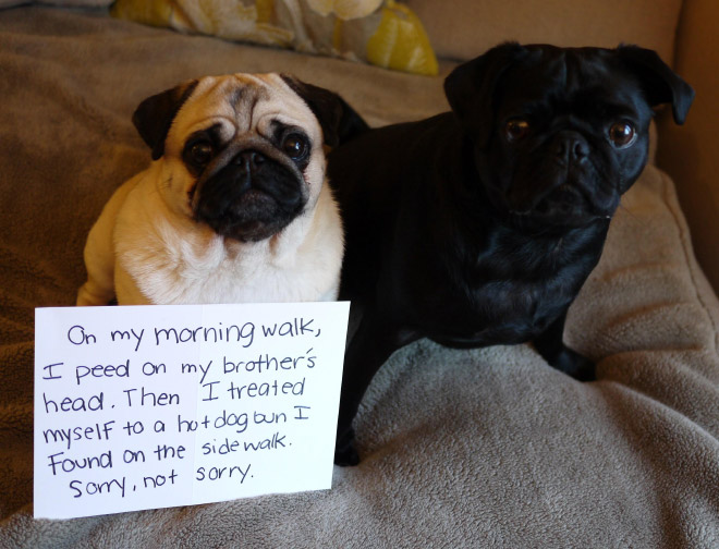 Dog shaming is always funny.