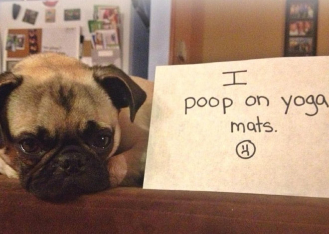 Dog shaming is always funny.