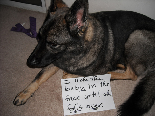 Dog shaming is always funny.