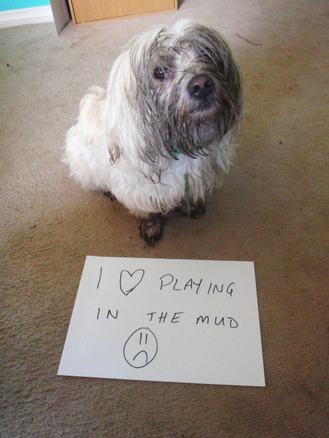 Dog shaming is always funny.