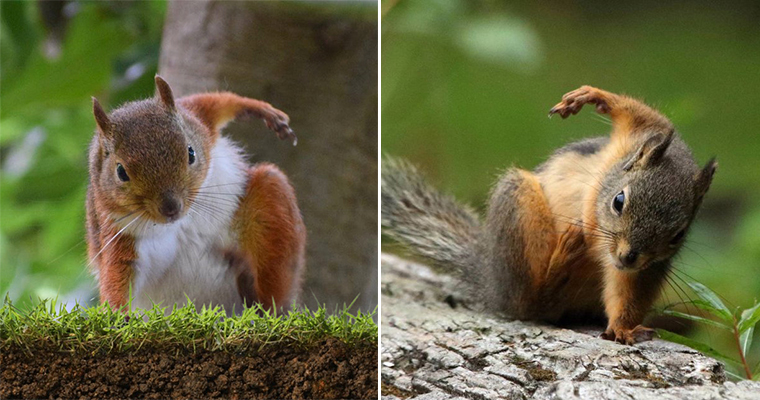 Did You Know That When Squirrels Jump, They Land Like Superheroes?