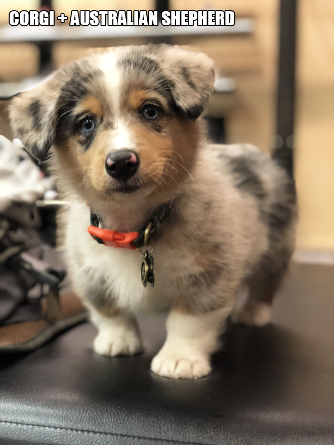 Corgi mixes are pretty funny.