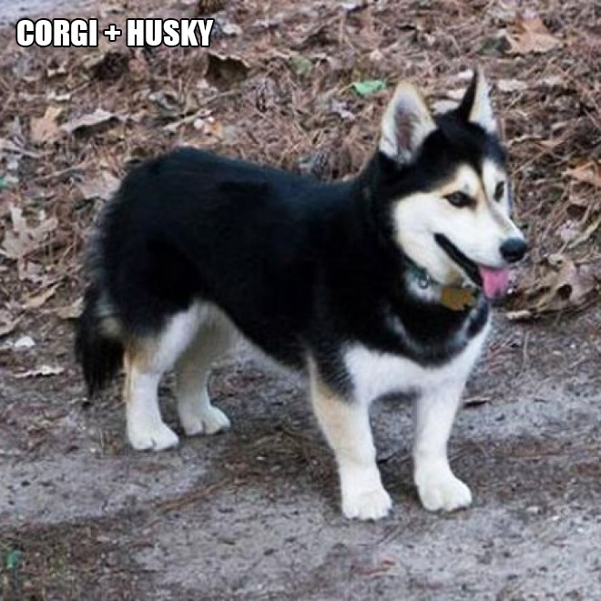 Corgi mixes are pretty funny.