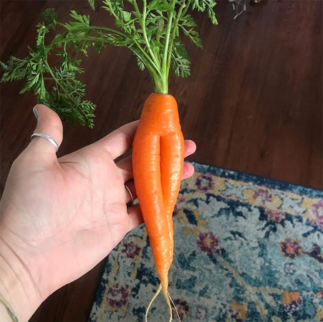 Worlds Greatest Gallery Of Seductive Carrots