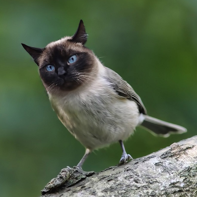 Birdcat... or catbird?