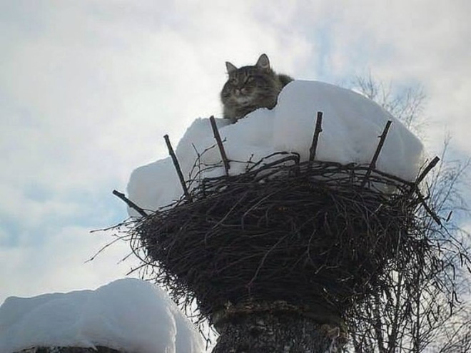 Cat bird.