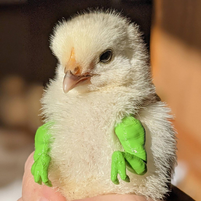 3D printed T-Rex chicken arms.