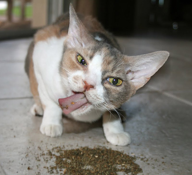 If you won't talk to your cat about catnip, who will?
