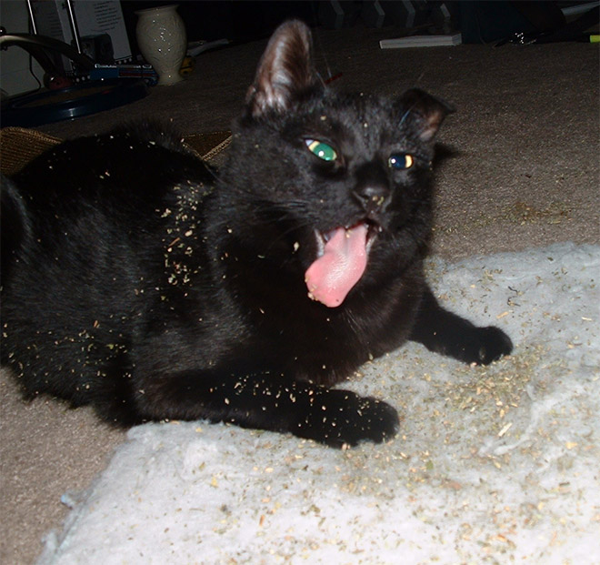 If you won't talk to your cat about catnip, who will?