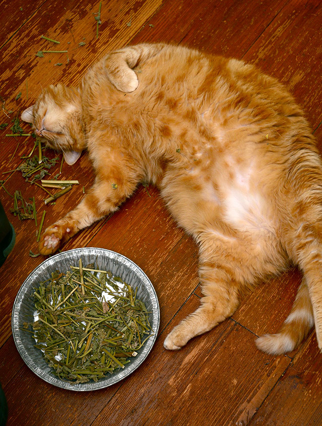 If you won't talk to your cat about catnip, who will?