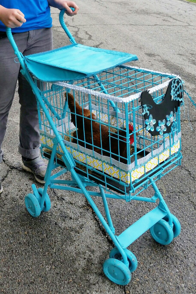 Chicken stroller.