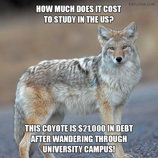 How much does it cost to study in the US? This coyote is $21,000 in debt after wandering through university campus!