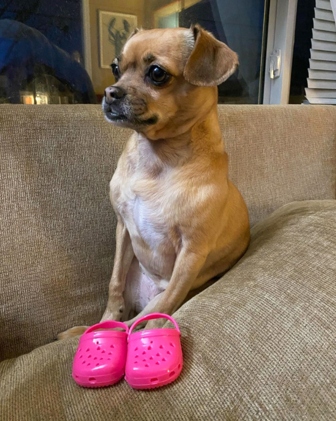 Crocs for dogs.