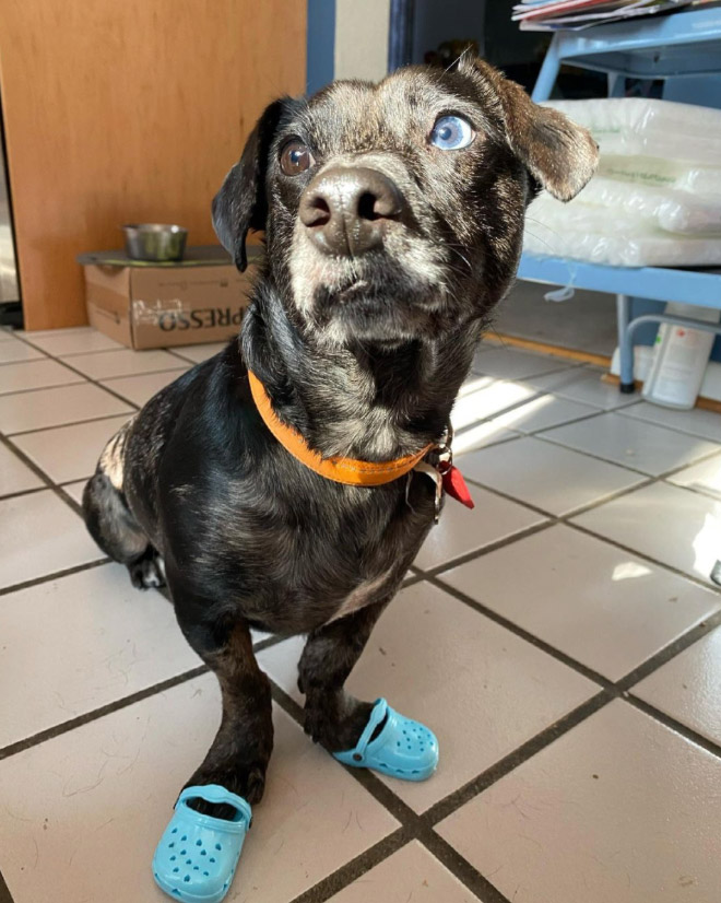 Crocs for dogs.