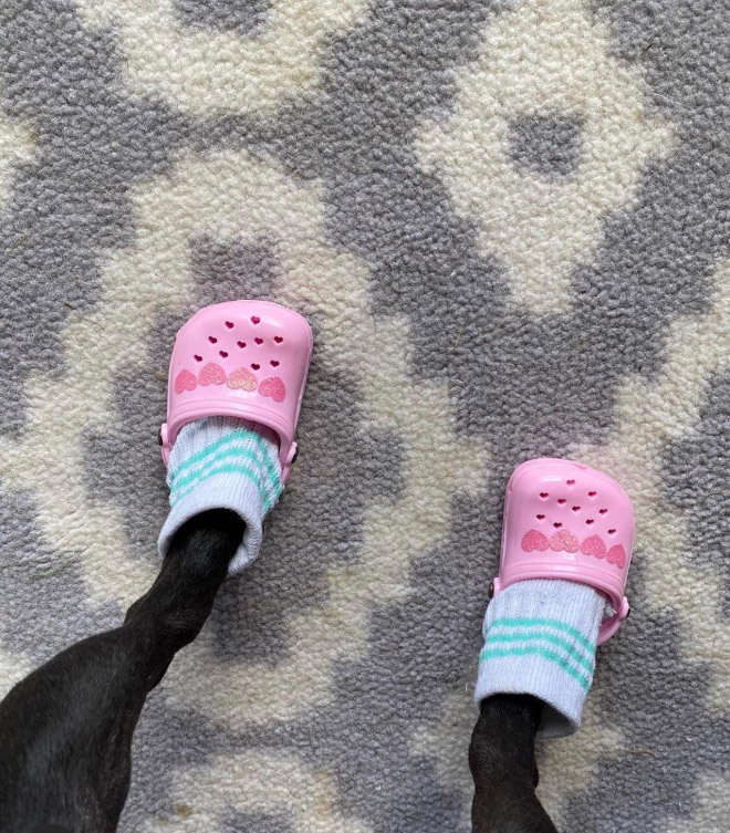Crocs for dogs.