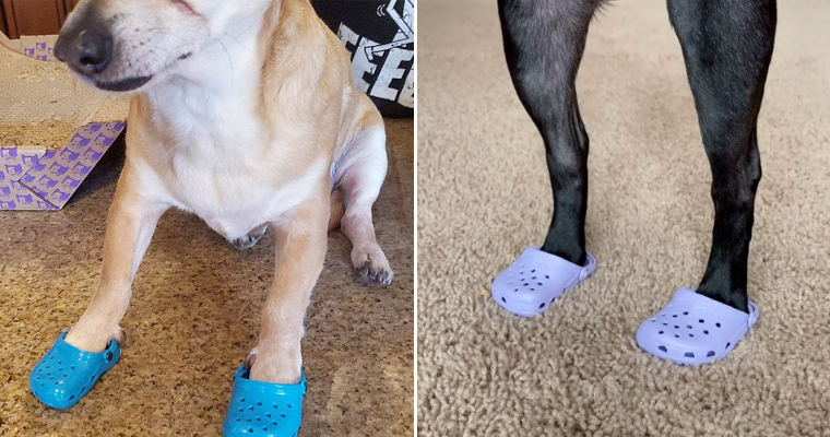 So Crocs For Dogs Are Now A Thing…