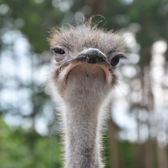 This bird is judging your poor life decisions.