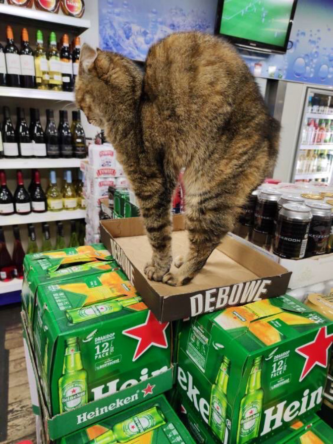 This cat is the real store owner.