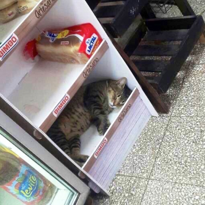 This cat is the real store owner.