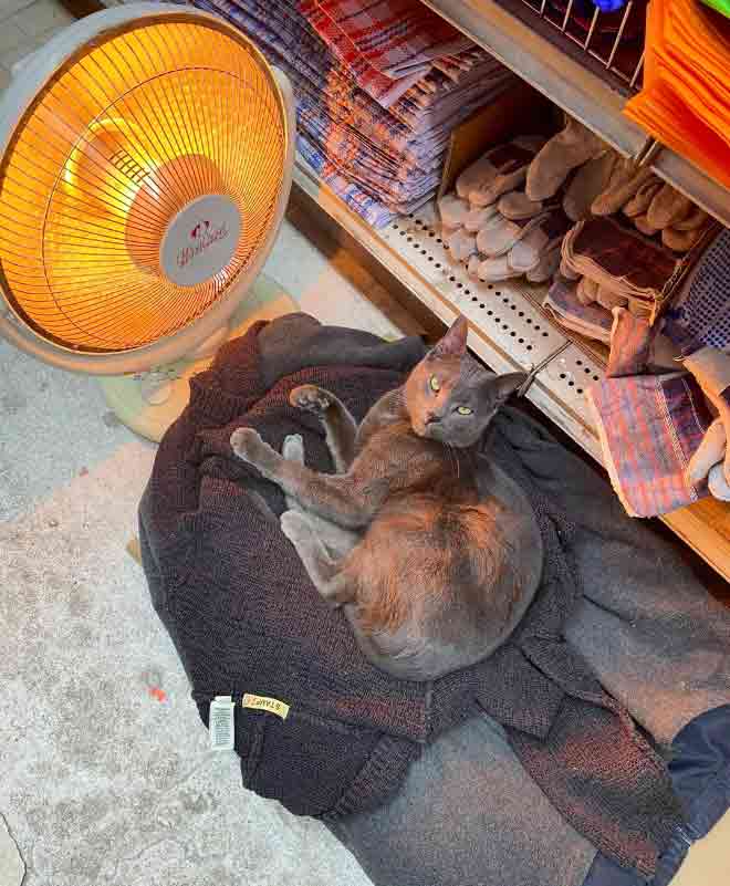 This cat is the real store owner.