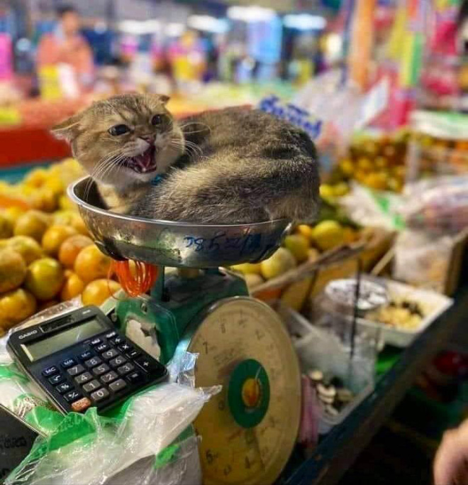 This cat is the real store owner.