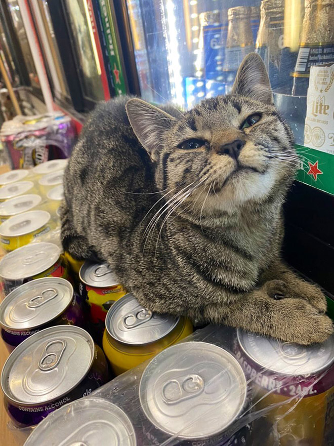 This cat is the real store owner.