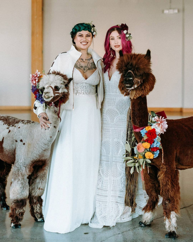 Renting llamas and alpacas for your wedding is a thing now...