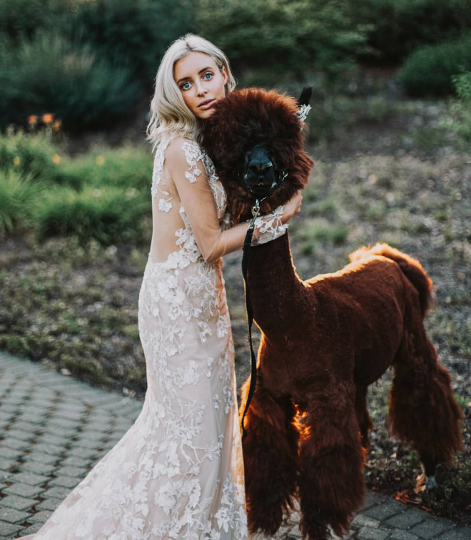 Renting llamas and alpacas for your wedding is a thing now...