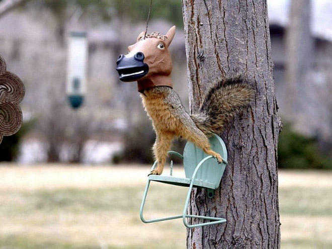 Horse head squirrel feeder is the funniest thing ever!